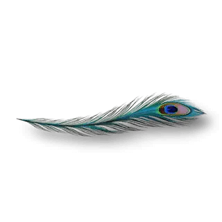 artefact pavo-ocellus