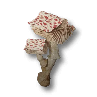 artefact the-art-of-fungi