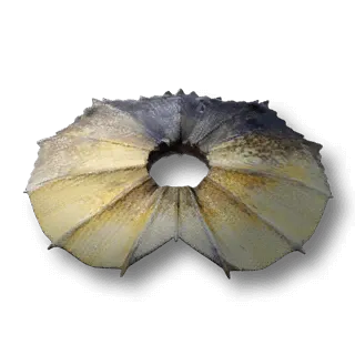 artefact lizard-frill