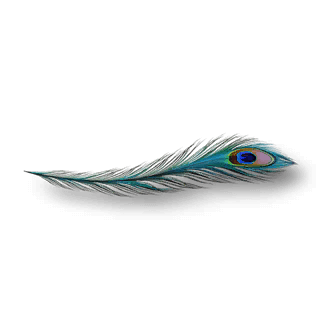 artefact pavo-ocellus