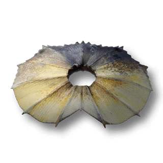 artefact lizard-frill