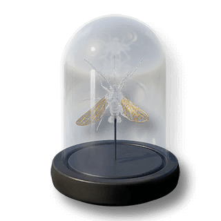 artefact golden-clearmoth-specimen