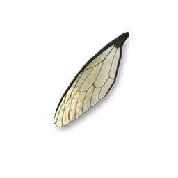 material Cicada Wings